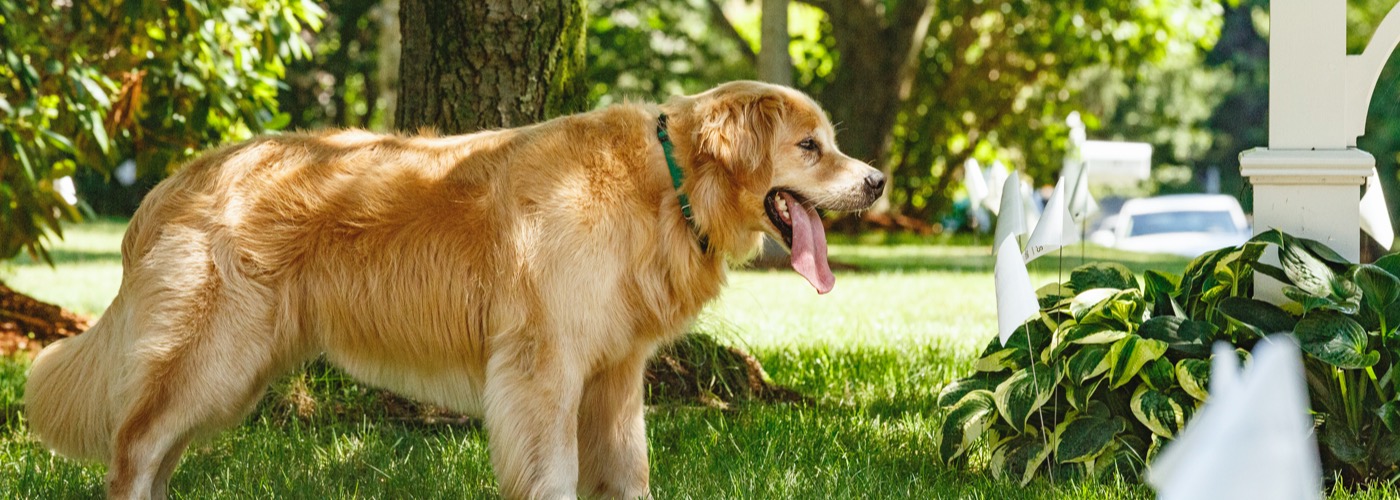 SoCal DogWatch, Long Beach, California | Outdoor Hidden Dog Fences Slider Image